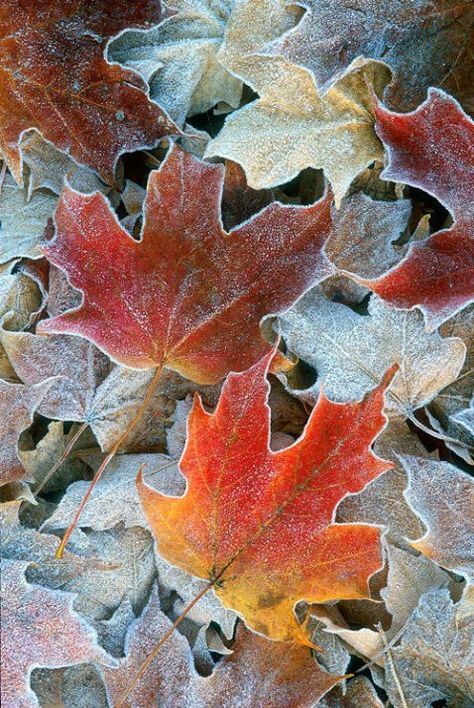 First frost on colorful autumn leaves. Leaves On The Ground, Foto Macro, Autumn Love, Seasons Autumn, Airbrush Art, I Love Fall, Autumn Beauty, Yellow Leaves, Seasons Of The Year