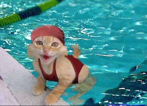 summer!!! Funny Cats In Water, Swimming Cats, Water Aerobics, Image Chat, Animals Amazing, Funny Cats And Dogs, Dog Hacks, Pop Songs, Funny Cat Pictures