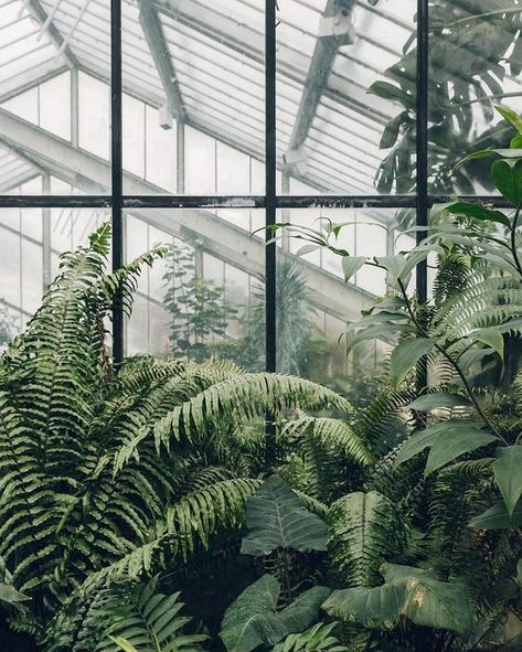 숲 사진, Standing In The Rain, Plants Are Friends, Plant Aesthetic, Greenhouses, Nature Aesthetic, Green Aesthetic, Infp, Green Plants