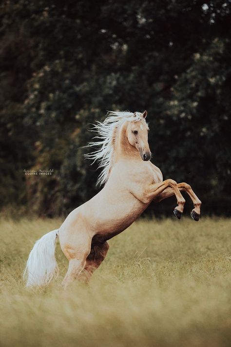 Palomino Horses, Horse Rearing, Palomino Horse, Gorgeous Horses, Horse Aesthetic, Most Beautiful Horses, Majestic Horse, All The Pretty Horses, Horse Crazy