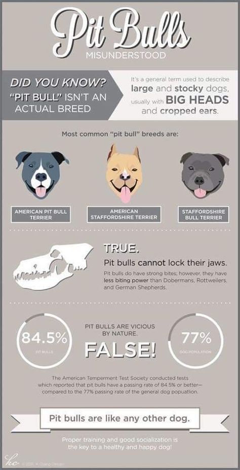 Pit Bull Care, Pitbull Awareness Month, Animal Rescue Ideas, Pitbull Facts, Dog Behavior Problems, American Pitbull, Dog Backpack, American Staffordshire Terrier, Dog Info