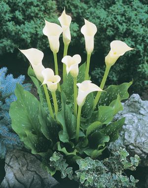 Zantedeschia Albomaculata | Zantedeschia albomaculata Calla Lily Bulbs, Zantedeschia Aethiopica, Arum Lily, Lily Bulbs, Lily Plants, Trees And Flowers, Moon Garden, Calla Lilies, Wholesale Flowers