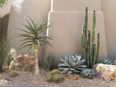 Aloe Vera Landscape Design, Texas Desert Landscaping, Desert Garden Party, Desert Zen Garden, Desert Landscaping Front Yard Arizona Phoenix Garden Ideas, Cactus Landscaping Front Yards, Desert Patio Ideas, High Desert Landscaping Ideas, Cactus Backyard