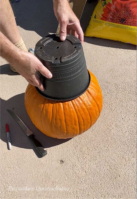 Outdoor Pumpkin Planter - Exquisitely Unremarkable Planters With Pumpkins, Pumpkins In Planters Front Porches, Pumpkin Planter Diy, Pumpkin Planter Ideas, Fall Pumpkin Planter Ideas, Fall Planters With Pumpkins, Pumpkin Planters, Pumpkin Planter Porch, Diy Cement Pumpkin Planter