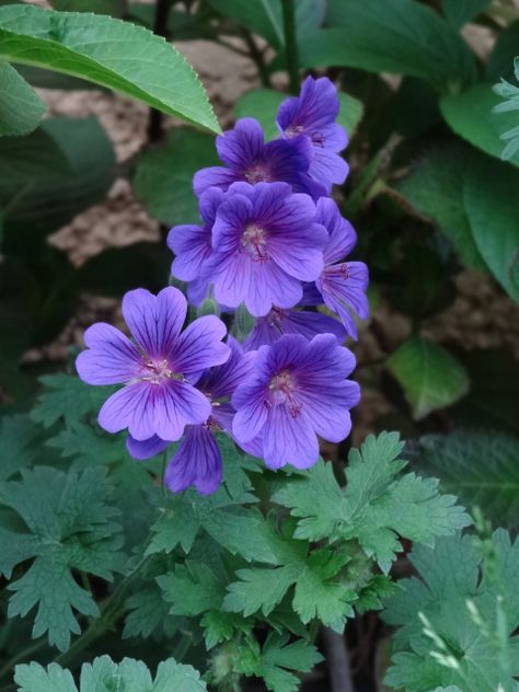 geranium vivace Purple Geraniums, Plant Names, All Things Purple, Geraniums, Pretty Flowers, Purple Flowers, Spring Flowers, Garden Ideas, Violet