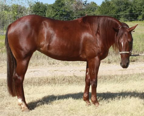 Quater Horses, Red Sorrel, Sorrel Horse, Quarter Horse Mare, Horses Chestnut, Chestnut Horses, Western Horses, Red Chestnut, Horse Facts