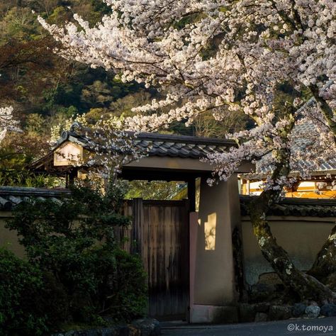 Japanese Culture Aesthetic, Sakura Trees, Sakura Season, Culture Aesthetic, Japan Sakura, Pretty Nature, Aesthetic Pretty, Japanese Culture, Cherry Blossoms