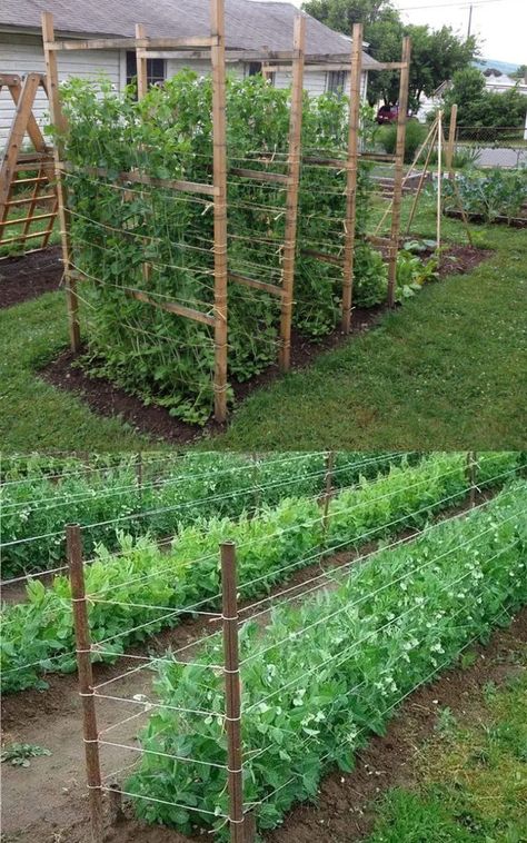 Cucumber Trellis Ideas, Plantarea Legumelor, Backyard Ducks, Cucumber Trellis, Diy Garden Trellis, Trellis Ideas, Garden Growing, Backyard Vegetable Gardens, Home Vegetable Garden