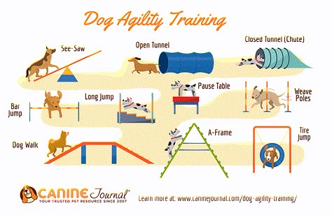 Diy Dog Agility Course, How To Make A Dog Agility Course, Beginner Agility Training For Dogs, Agility Equipment For Dogs, Dog Agility Course Diy, Dog Agility Course Maps, Dog Play Area, Dog Daycare Business, Dog Agility Course