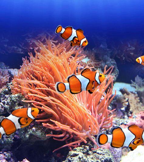 15 Fascinating Clownfish Facts And Information For Kids Jellyfish Facts For Kids, Omnivorous Animals, Fish Aesthetic, Reef Fish, Sea Anemone, Water Creatures, Clownfish, Marine Fish, Fish Drawings