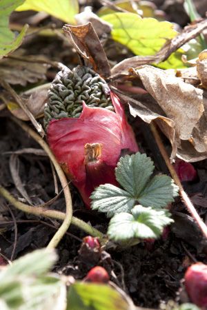 I have something to admit. I hate rhubarb. But I love it too, and no summer seems complete without gnawing on rhubarb stalks dipped in sugar, or digging through my mom's recipes for pie, or stealing interesting makes off social media... Yet there it is - this annoying obsession with this fruit? vegetable? weed? that I have to deal with year after year, refusing to grow it on my own, but desperately searching out extras amongst my gardening friends. One of my major hang-ups about having my own... Growing Rhubarb, Rhubarb Recipes, Delicious Vegetables, Recipe For Mom, Vegetable Gardening, Rhubarb, Vegetable Garden, To Grow, Pie