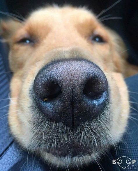 CLOSE UP :D GOLDEN RETRIEVER NOSE : ) <3<3 Dog Noses, Animal Noses, Golden Retriever Funny, Dog Nose, Dogs Golden Retriever, Dog Drawing, Golden Retrievers, Dog Photos, Animals Friends