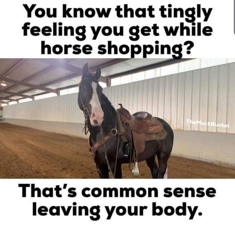 Tingly Feeling Equestrian Funny, Funny Horse Memes, Equine Quotes, Funny Horse Videos, Funny Horse Pictures, Horsey Life, Horse Quotes Funny, Horse Jokes, Horse Riding Quotes