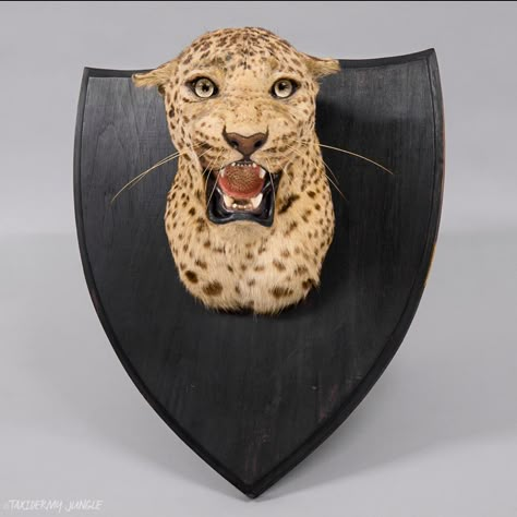 Taxidermy Jungle on Instagram: “Taxidermy Leopard Head by Van Ingen SOLD  Indian Leopard head hunting-trophy of superb quality, preserved and mounted by the master big cat…” Indian Leopard, Vintage Taxidermy, Animal Taxidermy, Trophy Head, Leopard Head, Fake Animals, Lyric Art, Art Antique, Still Alive