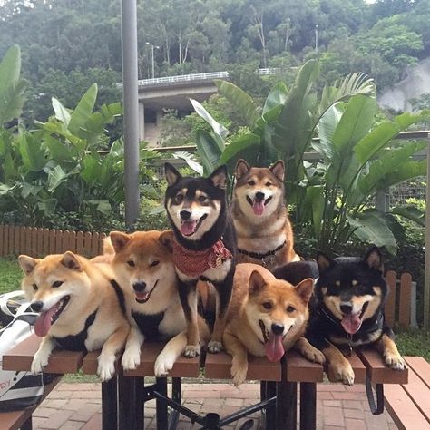 “Posing for a group photo can be a challenge, but it’s always worth it.” | 16 Photos Of The Most Adorable Dog Family Dogs Together, Posing Photography, Japanese Dog, Sibling Poses, Poses Family, Japanese Dogs, Group Poses, Dog Family, Akita Inu