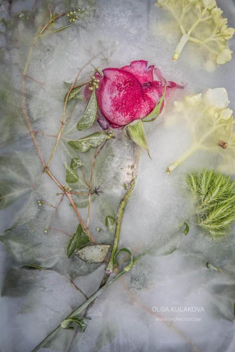 Frozen Beauty: I Imortalized Flowers In Ice | Bored Panda Frozen Flowers In Ice, Frozen Flowers, Frozen Ice, Flowers In Ice, Ice Photography, Winter Flowers, Photography Projects, Abstract Nature, Silver Flowers