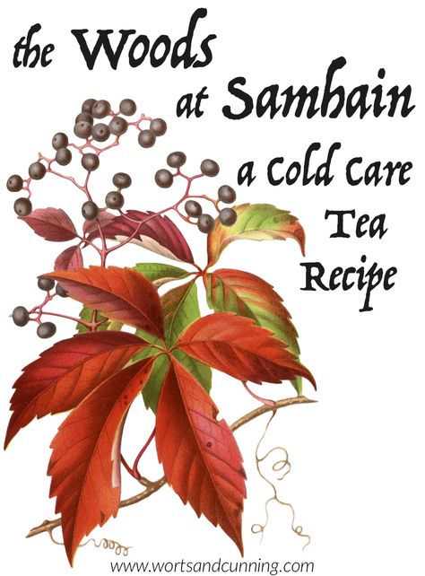 I feel that the best way to treat a cold is to prevent one. But when I do  catch a cold I try to work with my body’s natural healing mechanism to  clear out viruses and infections. I do that by reaching for herbs that help  strengthen immunity and support my ability to self-heal. When autumn and Samhain Tea Blend, Samhain Tea Recipe, Samhain Herbs, Agastache Foeniculum, Wood Betony, Elder Berry, Healing Teas, Anise Hyssop, Herbs List