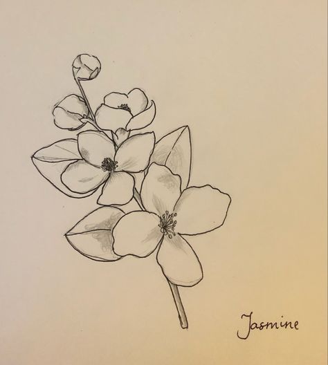 Drawing Of Jasmine Flower, Arabian Jasmine Flower Drawing, Jasmine Doodle Flower, Jasmine Tree Tattoo, Night Blooming Jasmine Drawing, Jasmine Art Flower, Jasmine Flower Drawing Simple, How To Draw Jasmine Flower, Yellow Jasmine Tattoo