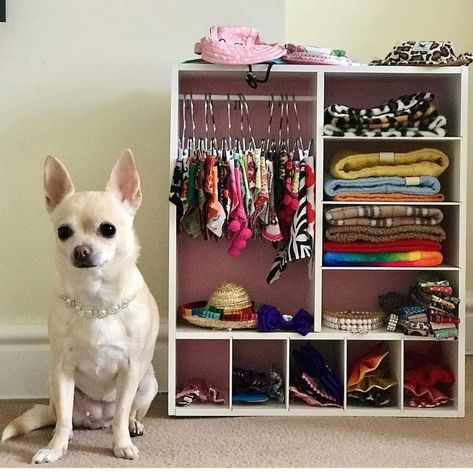 Puppy Closet Ideas, Dog Wardrobe Ideas, Dog Closet Diy, Cute Dog Set Up In Room, Dog Corner Ideas Bedroom, Puppy Room Ideas Spaces, Dog Clothes Closet, Dog Set Up, Diy Dog Closet