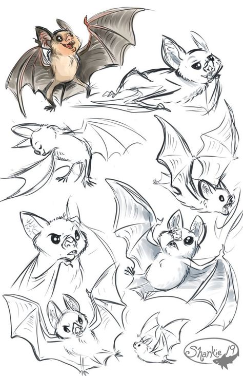 Model Sheet Character, Bat Drawing, Vampire Bats, Art Vampire, Bat Art, Cute Bat, Vampire Bat, Arte Inspo, Animal Sketches