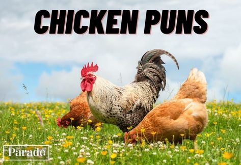 50 Chicken Puns That Are Eggs-cellently Funny Chicken Puns, Chick Quotes, Chicken Quotes, Chicken Jokes, Quotes For Art, Cute Chicken Coops, Chicken Drawing, Chicken Pictures, Chicken Shop