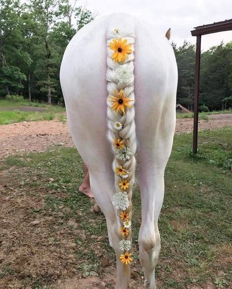 Horse Mane Braids, Horse Braids, Horse Hair Braiding, Unusual Horse, Horse Braiding, Cute Horse Pictures, Horse Mane, Barrel Racing Horses, Horse Costumes