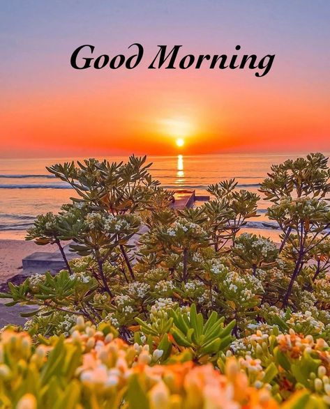 Good Morning Nature Images, Good Morning Sun, Good Night Massage, Lovely Good Morning Images, Good Morning Arabic, Good Morning Nature, Good Morning Flowers Quotes, Cute Good Night, Love Wallpaper Backgrounds