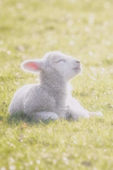 Baby Lamb, Eyes Closed, Adorable Animals, Farm Animals, Agriculture, Baby Animals, Goats, Sheep