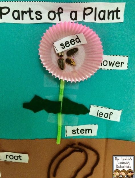 Pull together a simple but meaningful craft as students create a 3D flower using items you probably already have around the classroom. Label the parts of the flower to review plant parts. Plants Lesson Plans, Plants Kindergarten, Plant Lessons, Plants Unit, Preschool Spring, Plant Activities, Plant Parts, First Grade Science, Plant Crafts