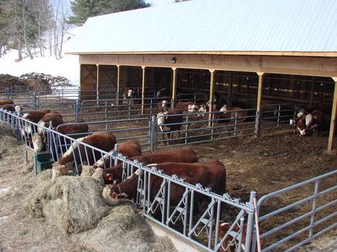 Feed Lots Cattle, Beef Cattle Barn Design, Cow Pen Ideas, Cow Milking Station, Cow Barn Ideas, Cow Ranch, Cattle Barn Designs, Dairy Cow Breeds, Show Cattle Barn