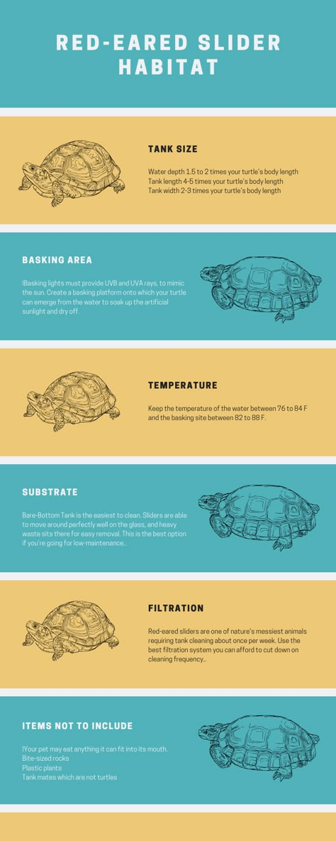 DIY a red eared slider turtle habitat tank. You must create an artificial environment similar to their natural habitat on the bottom of streams, rivers, ponds and lakes. It is not as simple as filling an aquarium with water and adding a few rocks! Lear how to care for your DIY a red eared slider turtle habitat. Learn from an expert. #redearedslider #redearedsliderhabitat #redearedslidercare #redearedslidertank #redearedsliderturtle #turtle #turtlehabitat #turtletank #turtletankcare Red Ear Slider Turtle Habitat, Red Earred Sliders, Redear Slider Turtle, Turtle Pet Care, Turtle Red Eared Slider, Red Ear Turtle Tank Ideas, Red Slider Turtle Tank Ideas, Turtle Tank Ideas Diy Aquariums, Red Eared Slider Turtle Habitat Outdoor