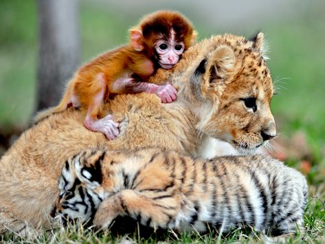 Baby lion, tiger and monkey take a snuggle break at animal kindergarten Unlikely Animal Friends, Unlikely Friends, Shenyang, Animals Friendship, Unusual Animals, Baby Lion, Baby Monkey, Small Animals, Cute Animal Photos