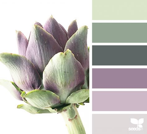 Fresh Hues Design Seeds Color Palette, Seeds Color Palette, Seeds Color, Color Schemes Design, Purple Color Schemes, Purple Color Palettes, Paint Color Schemes, Color Schemes Colour Palettes, Room Color Schemes