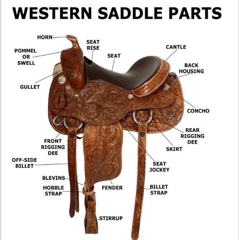 Looking at a horse saddle, have you ever wondered why there are so many parts in just a small thing? Well, this article is going to tell you how to name all parts of a Western saddle, what they are for, and how to select the right size saddle for you and your dear horse. […] The post 8 Parts of Western Saddle You Should Know appeared first on Horse is Love. Mounting A Horse, Horse English, Horse Lessons, Roping Saddles, Western Horse Saddles, Horse Camp, English Horse, Saddle Accessories, Horse Training Tips