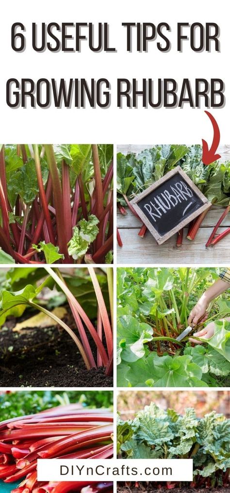 How To Grow Rhubarb, Grow Rhubarb, Growing Rhubarb, Rhubarb Plants, How To Grow Vegetables, Perennial Vegetables, Survival Gardening, Grow Vegetables, Rhubarb Recipes