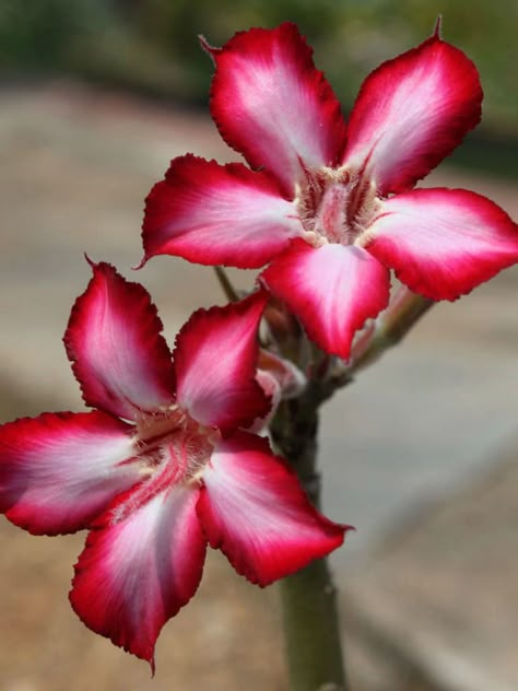 Adenium multiflorum (Impala Lily)  #adenium #succulentopedia #succulents #CactiAndSucculents #succulent #SucculentPlant #SucculentPlants #SucculentCollection #SucculentGarden #DesertPlants #BloomingSucculent #SucculentFlower #SucculentFlowers Impala Lily, Blooming Succulents, Flower References, Flower Guide, African Flowers, Garden Shrubs, English Cottage Garden, Peonies Garden, Unusual Flowers