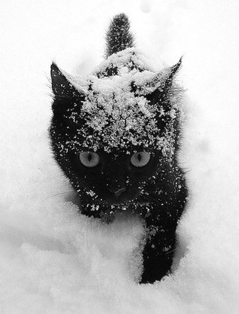 Snowy Kitty! A Black Cat, Cats Meow, Narnia, Crazy Cat Lady, 귀여운 동물, Animals Friends, Crazy Cats, Cat Love, Beautiful Creatures