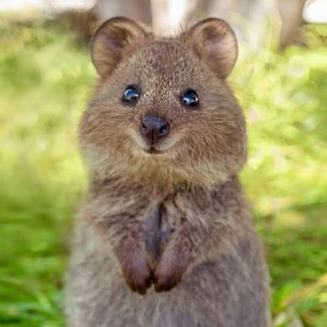 Animal Pfp Cute, Animal Pics Funny, Quokka Animal, Happiest Animal, Cute Animal Pfp, Cute Quokka, Cute Animal Character, Animal Pfp, Funny Animal Pics