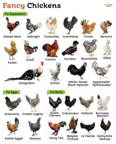 Fancy Chicken Breeds, Fancy Chickens Breeds, Chicken Species, Chicken Breeds Chart, Chicken Composting, Chicken Breeds With Pictures, Pet Chickens Breeds, Fancy Chicken Coop, Different Breeds Of Chickens