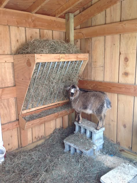 Goat Hay Feeder Ideas, Goat Feeders Ideas Hay, Sheep Hay Feeder, Diy Goat Feeder, Goat Feeder Ideas, Livestock Feeders, Animal Barn Ideas, Hay Feeder For Goats, Goat Hay Feeder