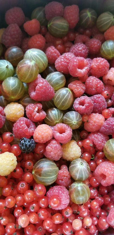 Making a Raspberry Gooseberry Red Currant preserve all from the garden! Currant Berries, Raspberry Plant, Red Currants, Fairy Food, Red Currant, Home Flowers, Fruit And Veg, Garden Diy, Pretty Food