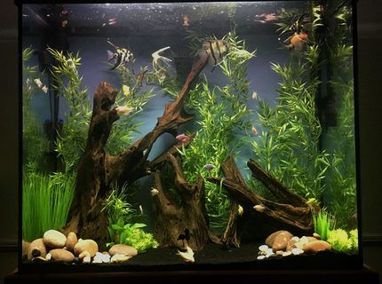 70 gallon tall unplanted community tank Aquarium Setup Ideas, Aquarium Decor Ideas, Angel Fish Tank, Driftwood Aquascape, Aquarium Art, Pond Animals, Fish Tank Themes, Plants Aquarium, Aquarium Set