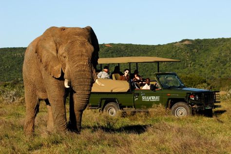 The Shamwari Game Reserve of the Eastern Cape, South Africa is one of the largest game reserves of South Africa. It is a private reserve and has won numerous consecutive awards. Cape Town Honeymoon, Honeymoon Safari, United Emirates, Safari Honeymoon, Game Reserve South Africa, South Africa Safari, 1st November, Wild Country, Africa Do Sul