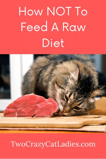 If you follow us, you know that we advocate to feed a raw diet to kitties for better health and longevity, however, you can do this wrong. I believe that the reason most conventional veterinarians discourage raw feeding is because many think this is just buying ground meat at the market and feeding that as a diet. Cat Raw Food, Homemade Raw Cat Food, Raw Cat Food Diet, Cat Food Recipe, Raw Cat Food, Cat Food Recipes, Raw Cat Food Recipes, Homemade Cat Food, Food For Cats