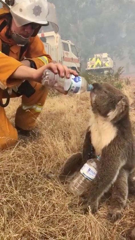 Australia Wildlife, Stocks Trading, Trading Options, Christmas In Australia, Koala Bears, Trading Stocks, Trading For Beginners, Kangaroo Island, Red Tape