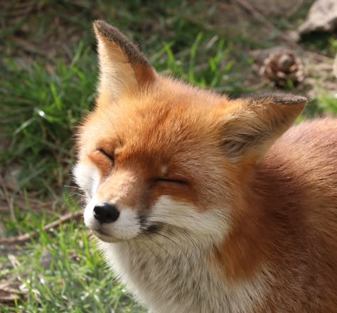 happy fox Happy Fox, Cute Foxes, Red Foxes, Fox Boy, Pet Fox, Pretty Animals, Silly Animals, Cute Fox, Red Fox