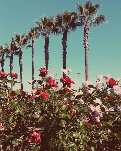 Honeymoon Aesthetic, Honeymoon Album, Born To Die Summer, Lana Albums, Lana Aesthetic, Terrence Loves You, Lana Del Rey Honeymoon, Lana Del Rey Albums, Hollywood Aesthetic