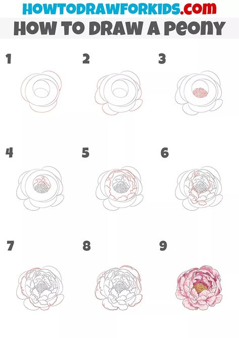 How to Draw a Peony - Easy Drawing Tutorial For Kids Draw A Peony, Peony Illustration, Peony Drawing, Peony Art, Flower Drawing Tutorials, Easy Drawing Tutorial, Draw Flowers, Drawing Tutorials For Kids, Peony Painting