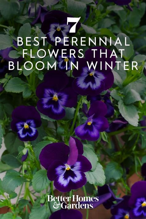 All Year Garden Plants, Winter Flower Container Ideas, Winter Perennial Flowers, Winter Planting Ideas, Winter Garden Flowers, Flowers To Grow In Winter, Cottage Garden Flowers Perennials, Fall Winter Flower Beds, Winter Flower Beds Ideas Front Yards