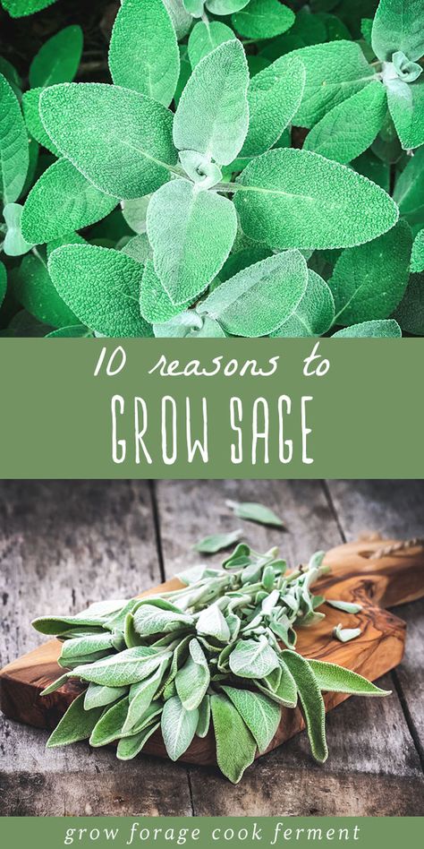 Grow Sage, Growing Sage, Sage Plant, Medicinal Herbs Garden, Gardening Herbs, Herbs Garden, Garden Herbs, Garden Food, Healing Plants